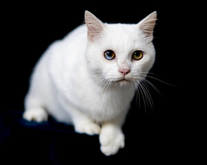 portrait of a beautiful white cat.