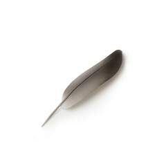 gray feather on white background
