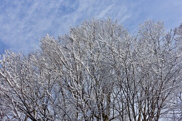 木に積もった雪と青空　雪の背景
