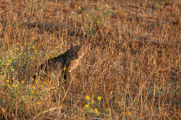 cat in the field