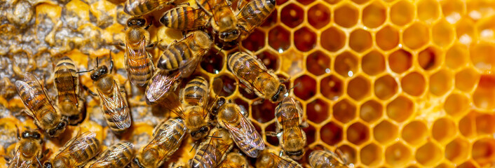 Beautiful honeycomb with bees close-up. A swarm of bees crawls through the combs collecting honey. Beekeeping, wholesome food for health.