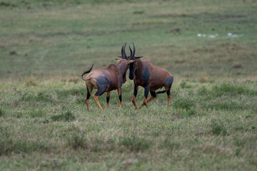 Naklejka na ściany i meble Beautiful pair of topi antelopes clash their horns playing in the savannah of the Masai Mara National Reserve, in Kenya, Africa