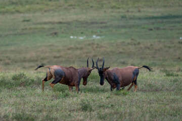 Beautiful pair of topi antelopes gaining momentum to face each other in the savannah of the Masai...