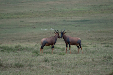 Naklejka na ściany i meble Beautiful pair of topi antelopes looking at each other in the savannah of the Masai Mara national reserve, in Kenya, Africa