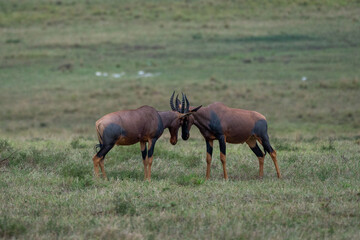 Naklejka na ściany i meble Beautiful pair of topi antelopes looking at each other while clashing their horns in the savannah of the Masai Mara National Reserve, in Kenya, Africa