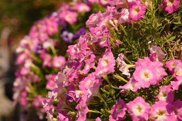 Sch&ouml;ne pinke Blumen aus Verona