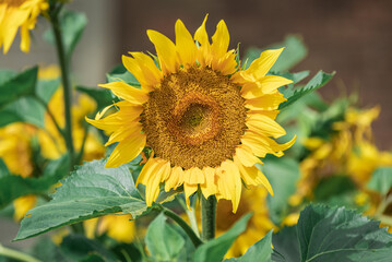 Sunflowers in the summer