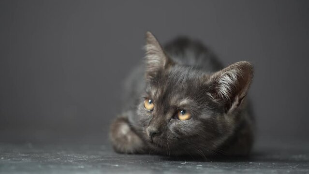 Little black kitten on a black background. Kitten at three month old of life, indoors . Cute funny home pets. Close up domestic animal