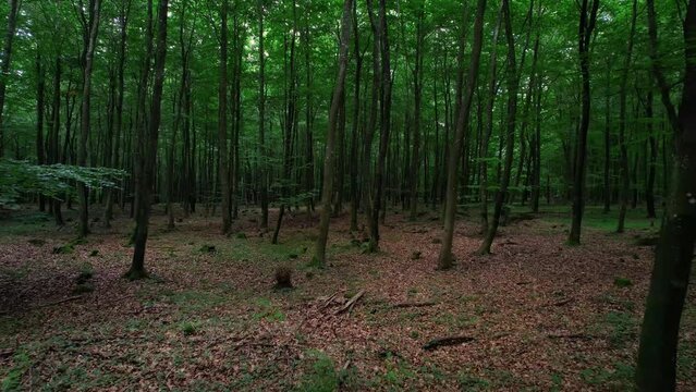 Slow motion POV shot of a person walking through a forest or a park with green leaves and sun shining through the foliage.