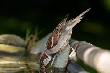 House sparrow, male drinking from bird's water hole. Moravia. Czechia.