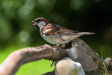House sparrow, male sitting on a stick at the bird water hole. Moravia. Czechia. 