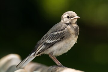 Juvenile white wagtail sits on a stick at the bird's water hole. Moravia. Czechia.