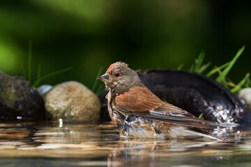 Linnet, Carduelis cannabina, male bathing in a bird's water hole. Moravia. Czechia.