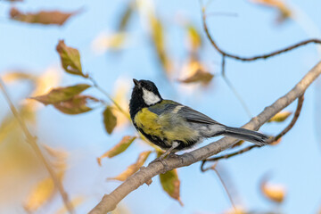 Great Tit perched on a tree branch