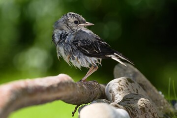 Young white wagtail on a stick after bathing. Moravia. Czechia. 