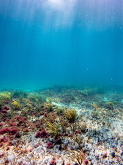 Fototapeta na wymiar coral reef in ocean