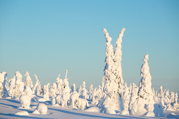 Wintry landscape of snow covered trees in snowy forest with negative space. Riisitunturi National Park, Finnish Lapland, Northern Europe - 528746258