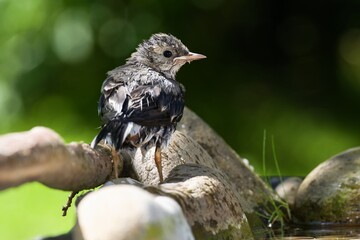 Young white wagtail on stones after swimming. Moravia. Czechia