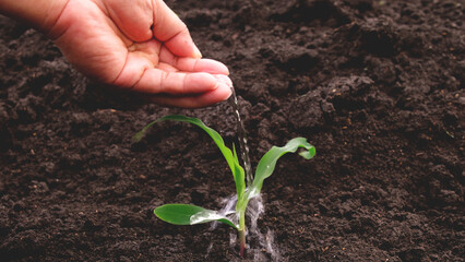 Man watering baby corn in the garden with his hands. Growth plant concept