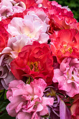 Flowers of ‘Portland's Best' Rose