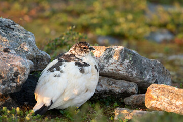 Beautiful bird of northern regions, Rock ptarmigan, Lagopus muta standing and resting calmly between stones on the ground in Northern Finland, Europe