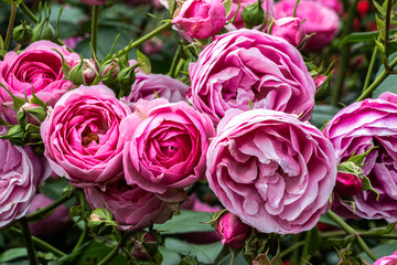 Flowers of ‘Pomponella’ Floribunda Rose