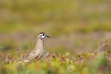 Eurasian dotterel, Charadrius morinellus standing on the ground in its habitat on a bright summer day in Finnish nature