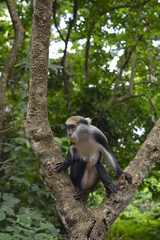 Moma Monkey Perched in Tree at a monkey sanctuary in Ghana