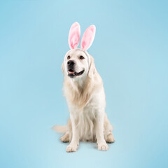 Happy cute golden retriever dog wearing bunny ears, smiling, sitting on floor isolated on blue...