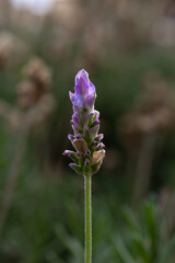 Lavanda