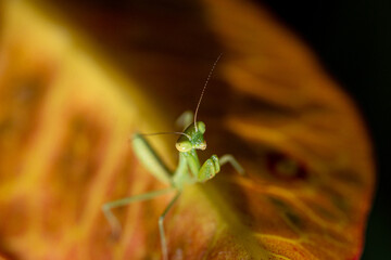 Mantis