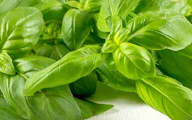 Fresh basil on a white background. Green basil.
