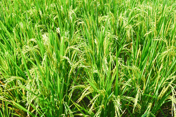 Green rural rice fields at the sunrise with fresh air