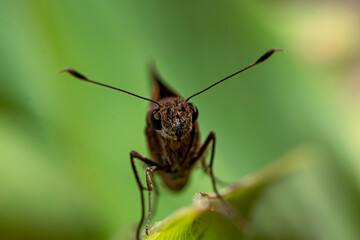 Mariposa