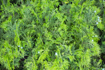 Thuja branches with cones close up background.
