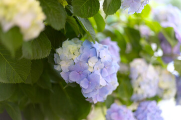 Fresh hortensia light blue flowers and green leaves background.