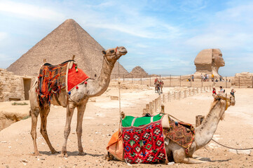 Cairo/ Egypt. 08/28/2022. Camels resting in front of the pyramid of Cheops and the Great Sphinx of...