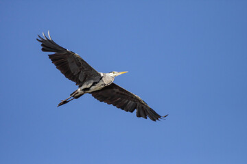 Heron in flight against blue sky