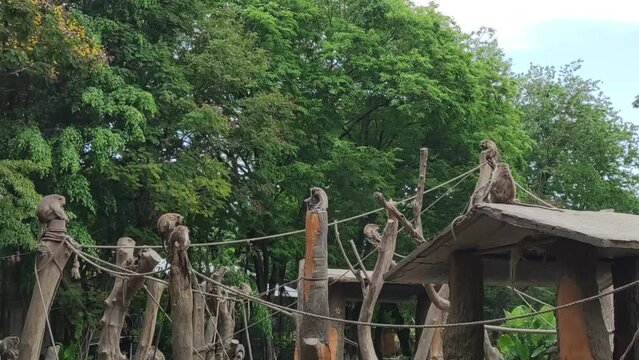 Macaca fascicularis  synonymous with long-tailed macaque, cynomolgus monkey and crab-eating monkey native to Southeast Asia (Indonesia, Malaysia, Philipines