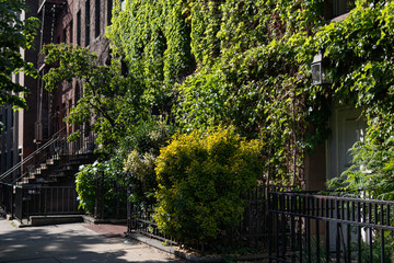 Row of Beautiful Ivy and Vine Covered Brownstone Homes in Hell's Kitchen of New York City