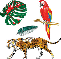 A playful Hand draw tropical illustration. The parrot, monstera, banana leaf,  wildcat leopard. Vector graphics isolated on the white background.