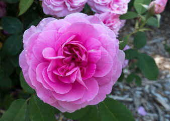 Pink Rose Macro Close-up