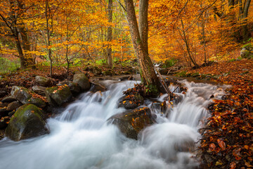 Creek in Mala Fatra national park, Slovakia.