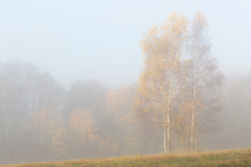 Silver birch trees in the foothills of Mala Fatra mountains, Slovakia.