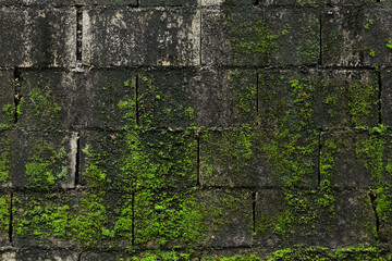 Green taacrgngm on old brick wall