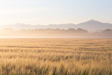 Obraz premium Rural landscape at Pribovce village shrouded in mist, Slovakia.