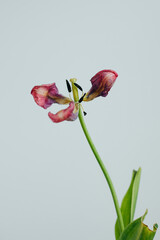 Wilted and Decaying Tulip Flower Stems Against a White Background