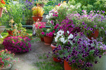 Blooming garden. Flowers in pots in the garden. Petunias, caliber and other flowers in the garden.