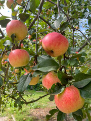 Obraz premium Apple harvest in the garden