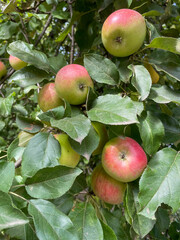 Apple harvest in the garden